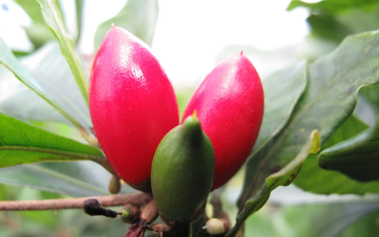 Bright red miracle fruit berries on the plant among leathery leaves