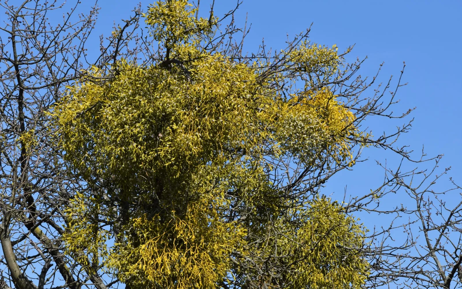 A dense green ball of mistletoe growing high in the bare branches of an apple tree against a blue winter sky