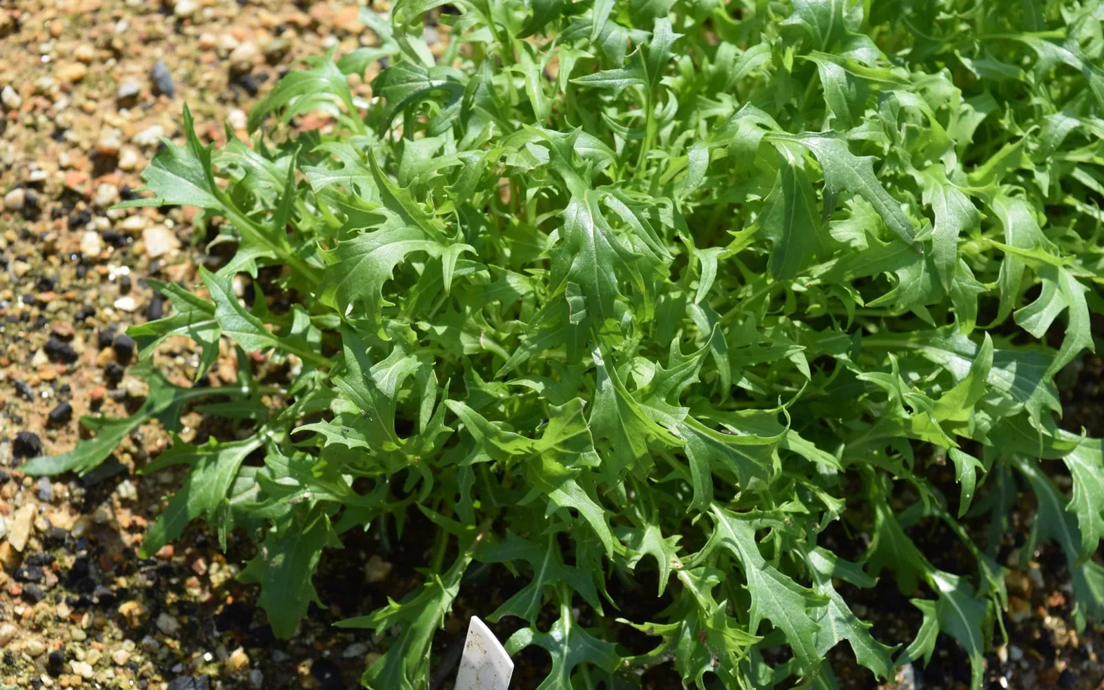 A spreading rosette of deeply cut feathery mizuna leaves growing in a gravel-mulched bed