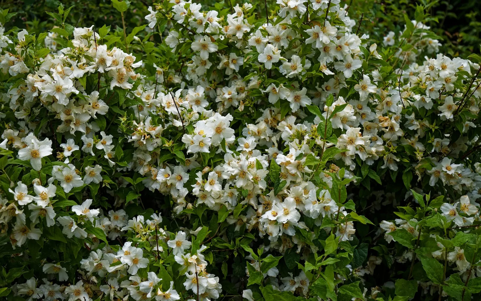 A mock orange shrub smothered in white four-petalled flowers with yellow stamens among fresh green leaves