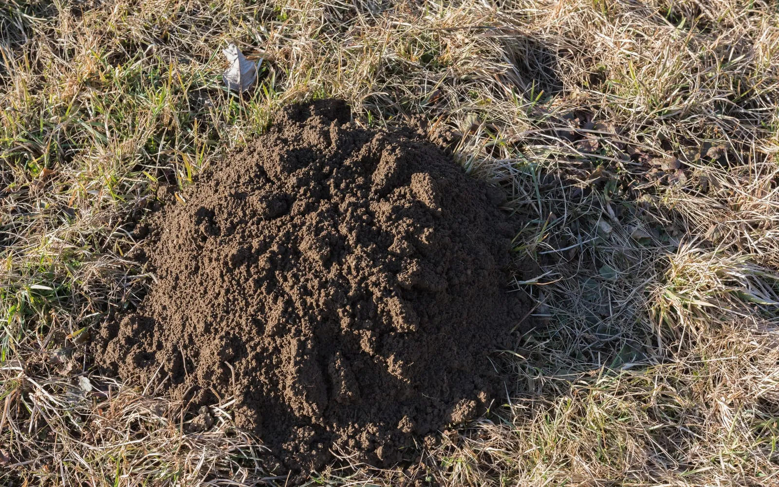 A conical heap of fine dark crumbly soil pushed up through winter grass, with no opening visible anywhere in it