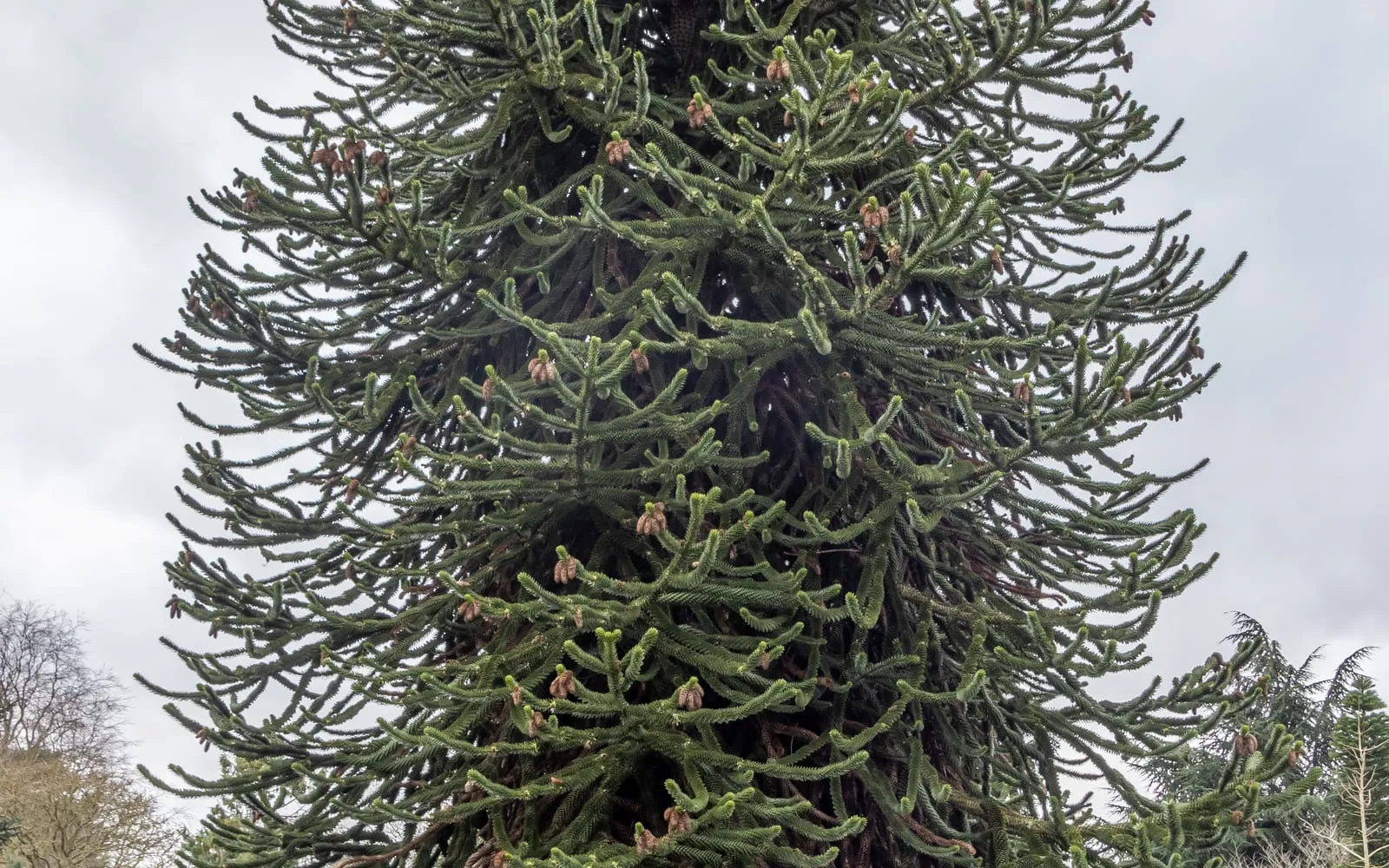 Dense whorled branches of a monkey puzzle tree covered in sharp, overlapping triangular leaves and small cones, seen from below
