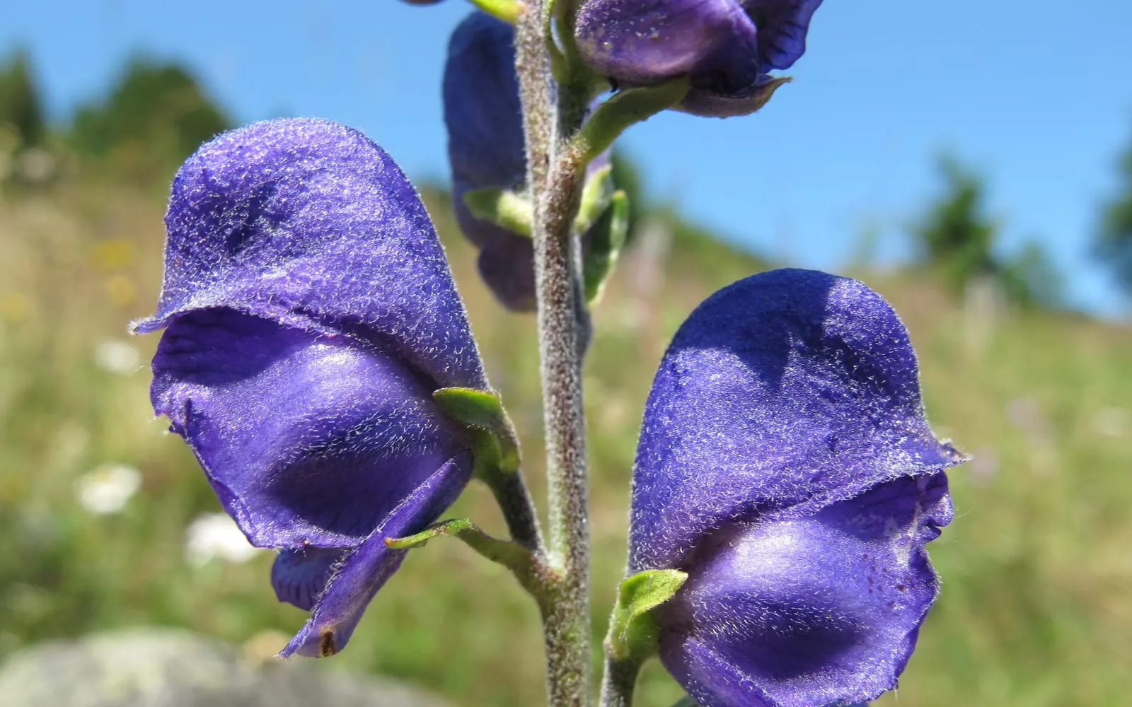 Two deep violet-blue monkshood flowers on a hairy stem, each with the upper petal arched over into a hood