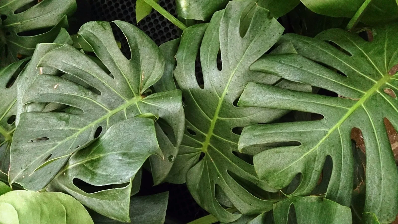 A mature Monstera deliciosa with large glossy leaves, deeply cut and perforated with oval holes
