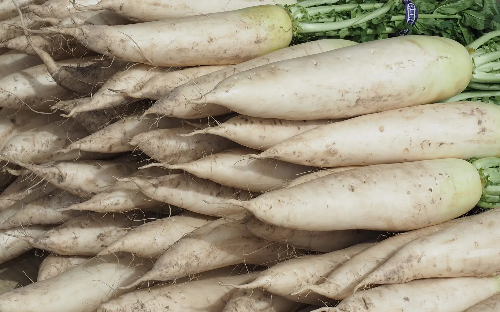 A market pile of mooli, long white tapering roots with soil still on them