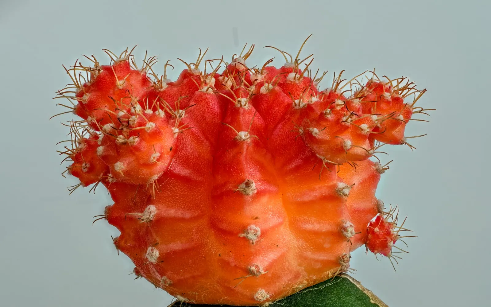 Close-up of a red-topped moon cactus, its chlorophyll-free ribbed cap grafted onto a sliver of green rootstock visible at the base