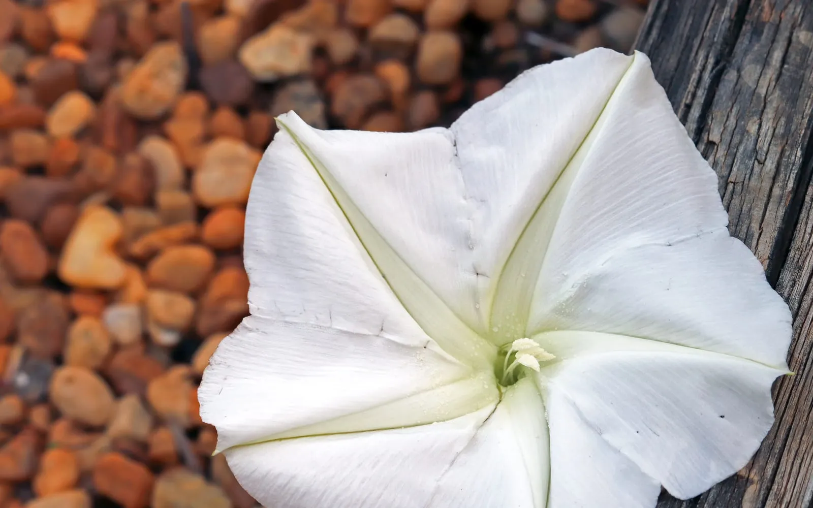 A large white funnel-shaped Ipomoea alba moonflower open at night