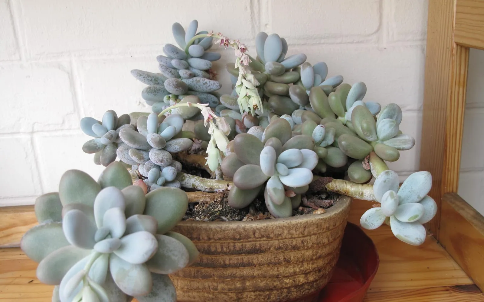 A clump of moonstones rosettes with plump, egg-shaped, chalky blue-grey leaves in a pot, with a flowering stem trailing among them