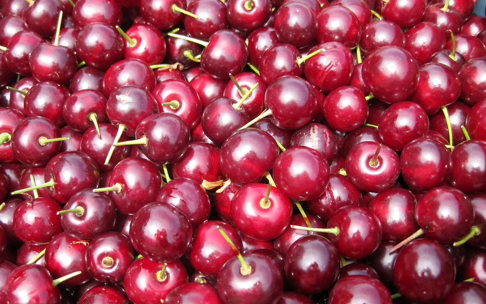 A mass of freshly picked morello cherries, dark red and glossy with green stalks