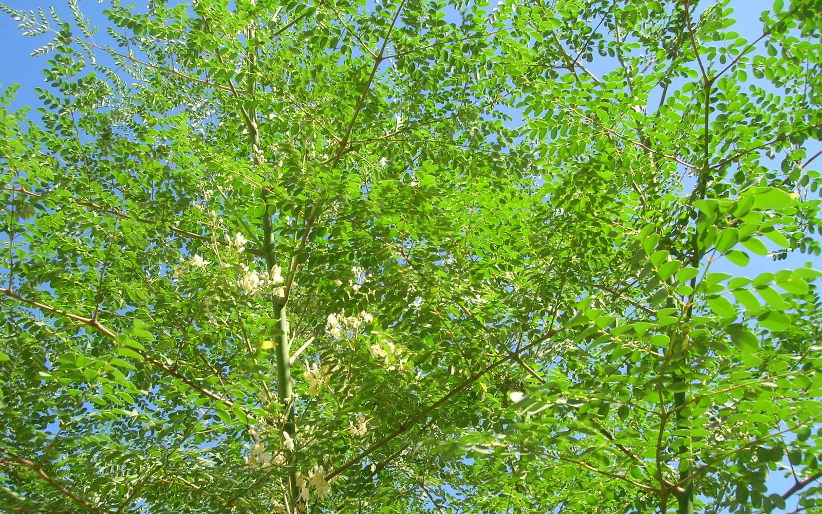 A moringa canopy in cream flower, with the fine fern-like foliage against the sky