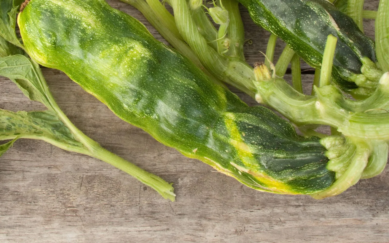 Two courgettes lying on wood, both badly mottled in dark green and yellow-green patches and distorted in shape
