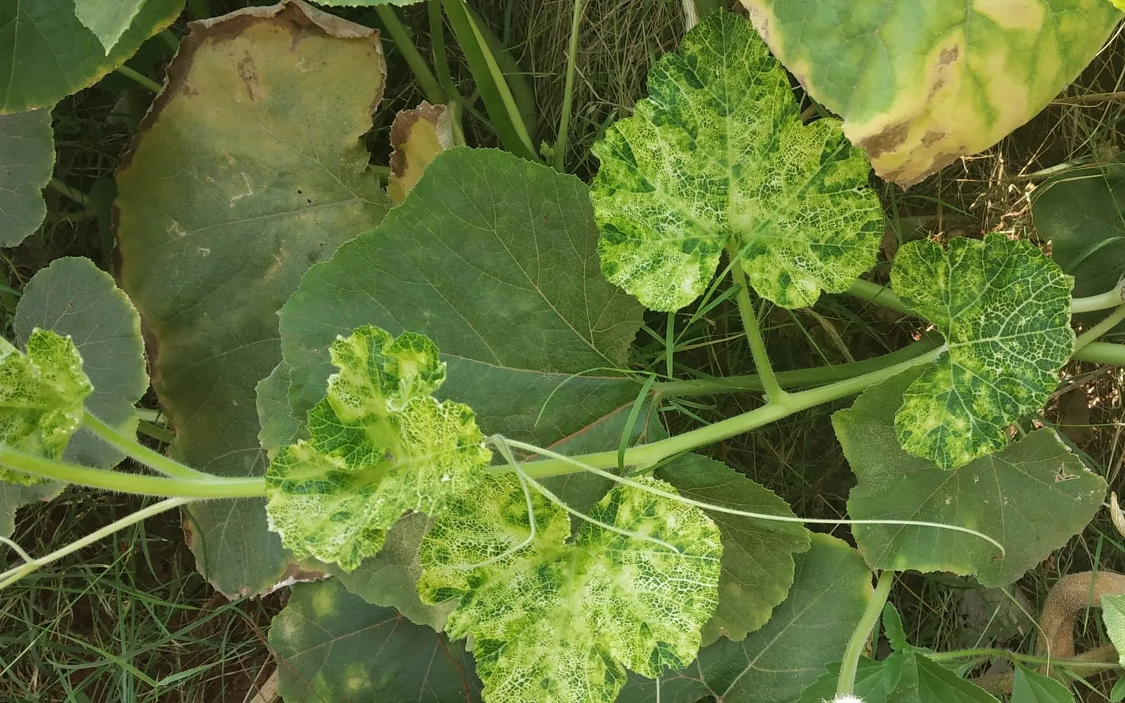 Squash foliage with young leaves showing bright yellow-green mottling and puckering between dark green islands, beside older plain green leaves