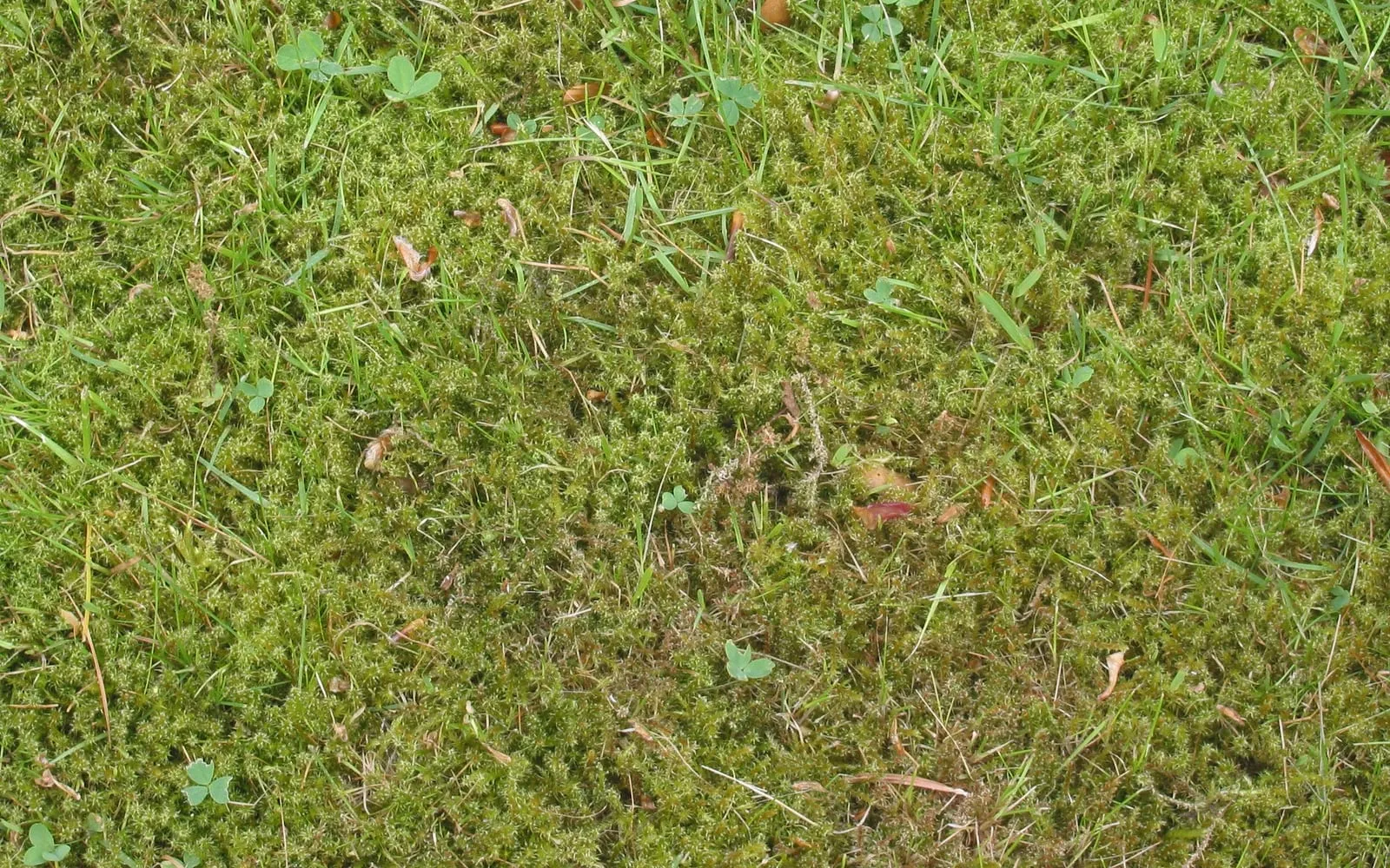 A lawn seen from above in which a dense low mat of feathery green moss covers most of the ground, with thin scattered grass blades and a few clover leaves coming through it