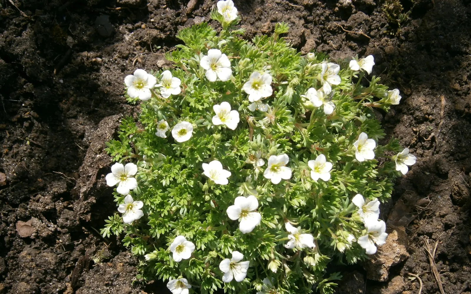 A dense cushion of moss-like Saxifraga x arendsii foliage covered in small white five-petalled flowers.