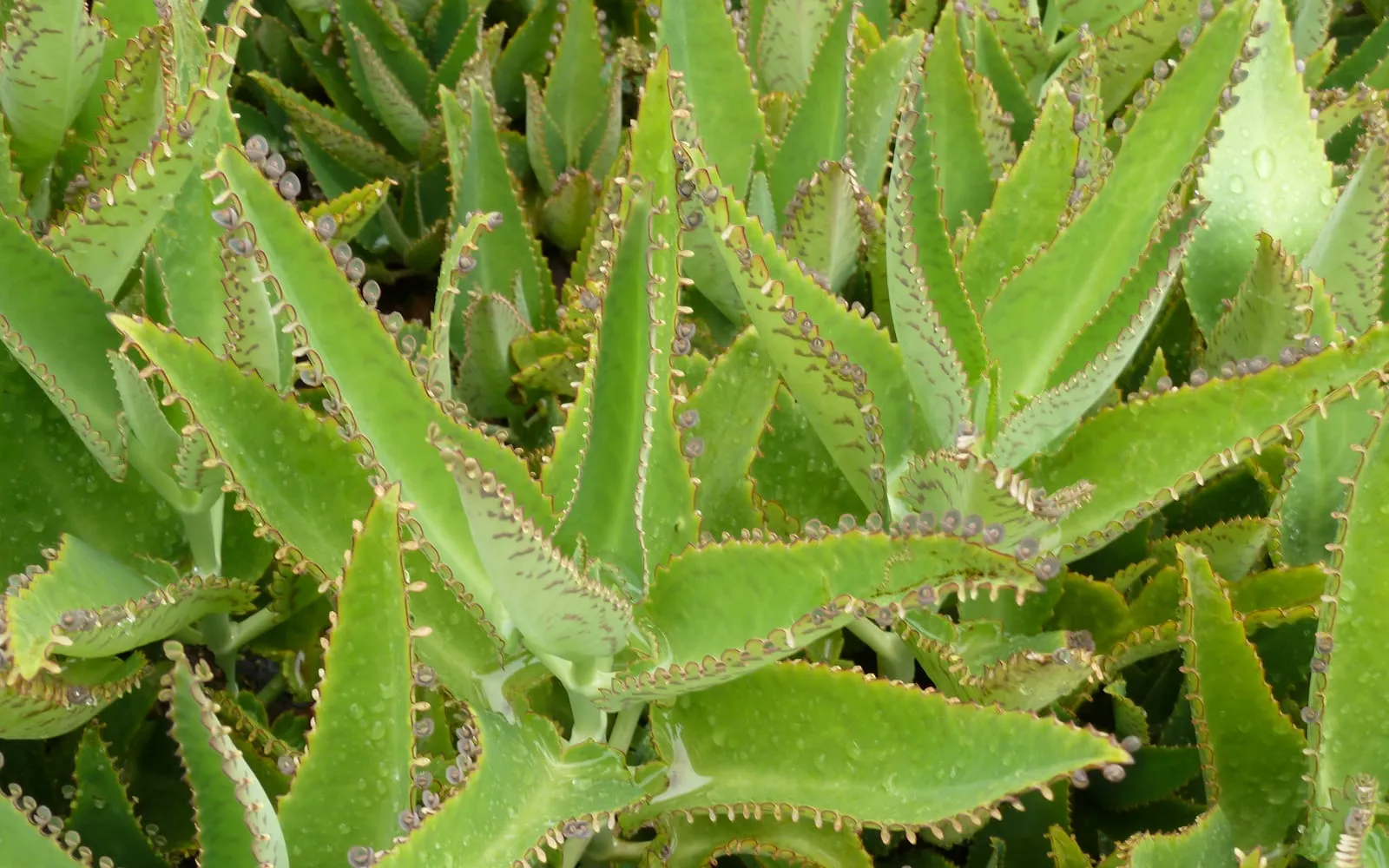 Mother of thousands leaves fringed along every notch with tiny rooted plantlets