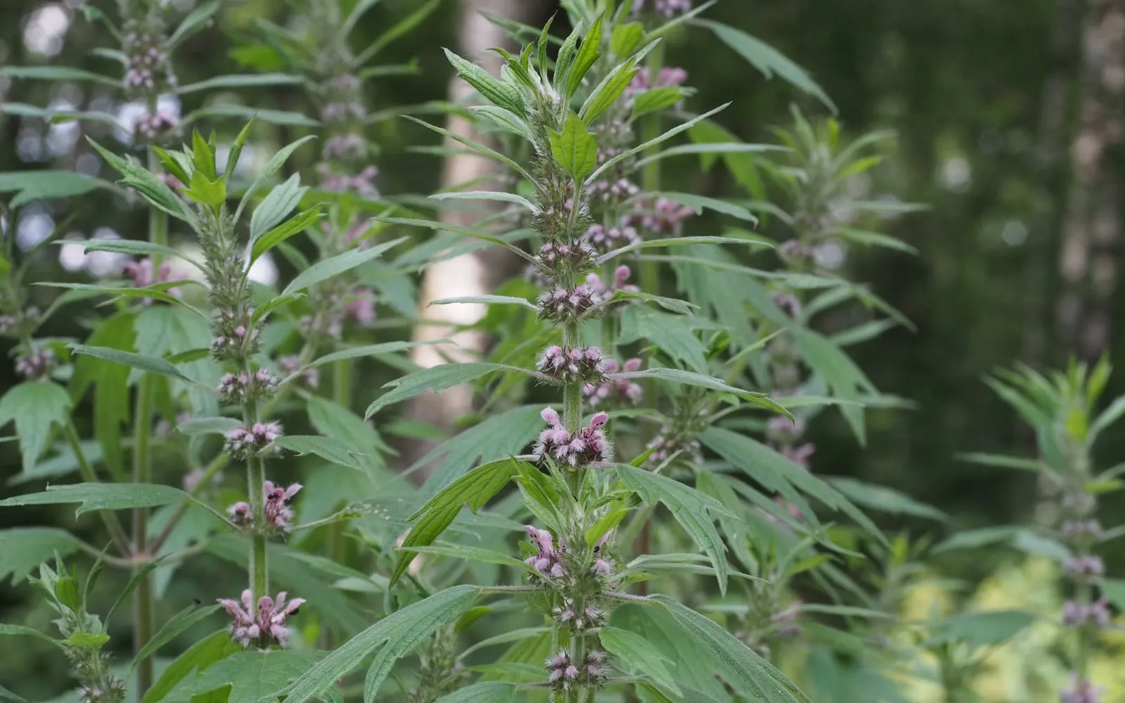 Motherwort stems carrying whorls of small pink flowers in the leaf axils