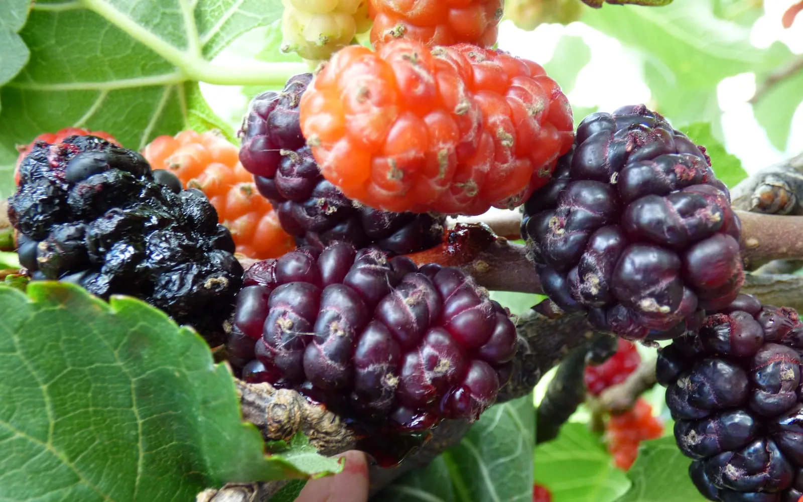 Black mulberry fruit ripening from red to black along a branch
