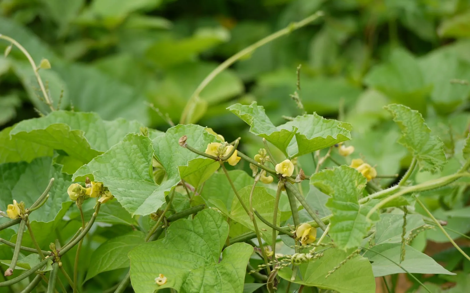 A mung bean plant with small yellow flowers and thin cylindrical pods among the leaves