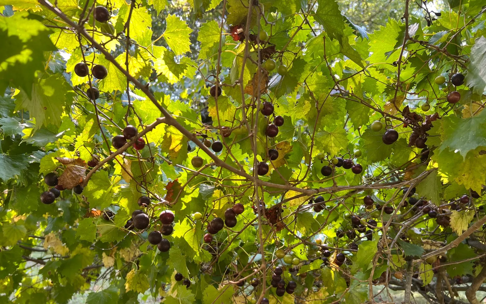 Dark muscadine grapes scattered singly along the vine rather than in bunches