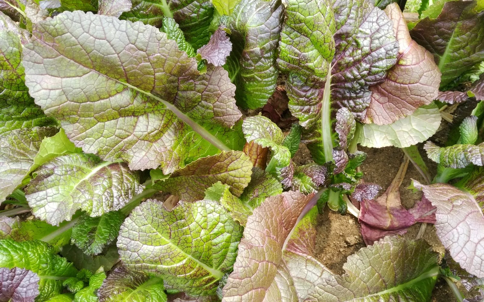 Red mustard greens in a bed, the broad puckered leaves flushed purple over green veining