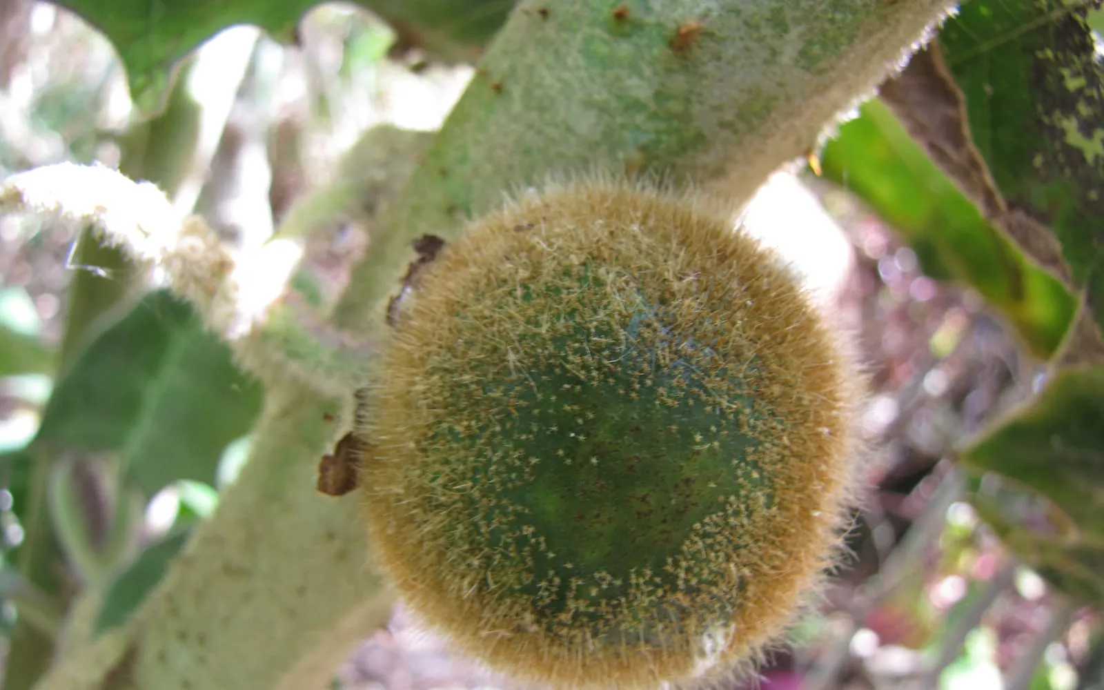 A young naranjilla fruit covered in the short brittle hairs that rub off as it ripens