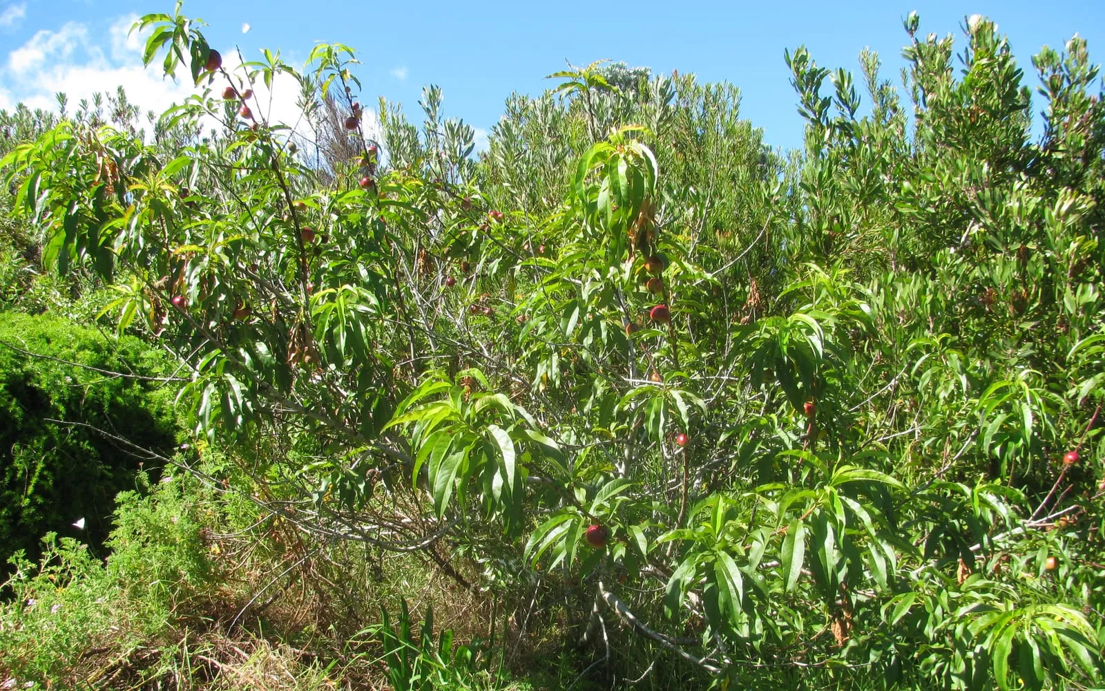 A nectarine tree carrying ripening red fruit among narrow leaves