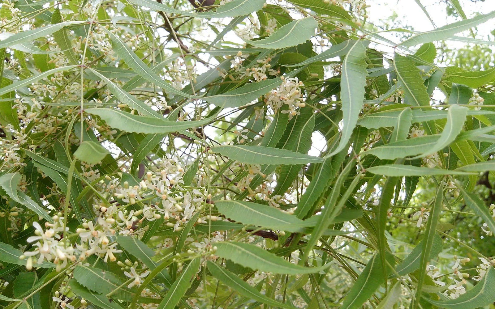 Neem foliage with curved sickle-shaped toothed leaflets and loose sprays of small white flowers