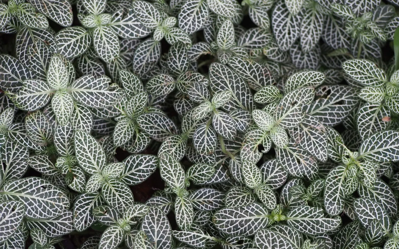 A dense mat of nerve plant leaves, each dark green and traced all over with a fine network of white veins