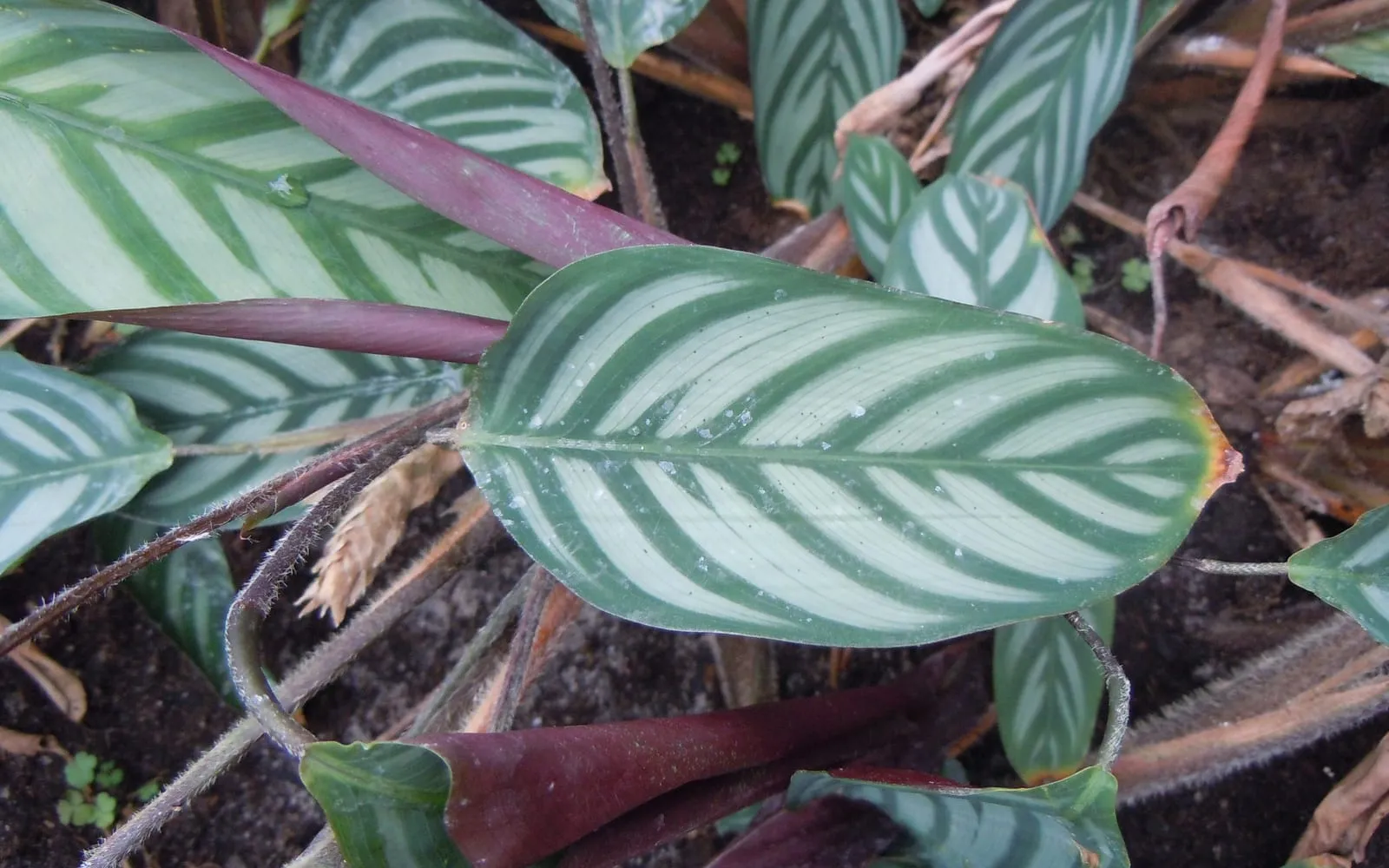 A Ctenanthe setosa leaf with a dark feathered pattern over pale green, and maroon leaf stalks alongside