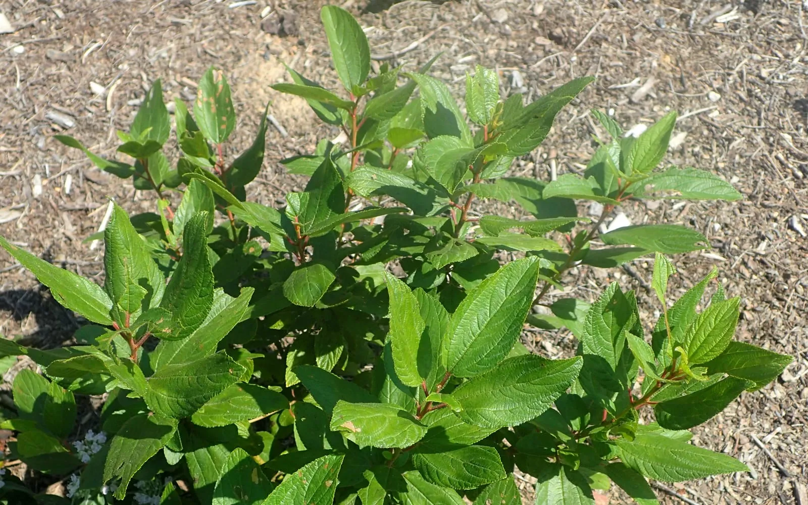 A New Jersey tea shrub with oval, finely toothed, mid-green leaves