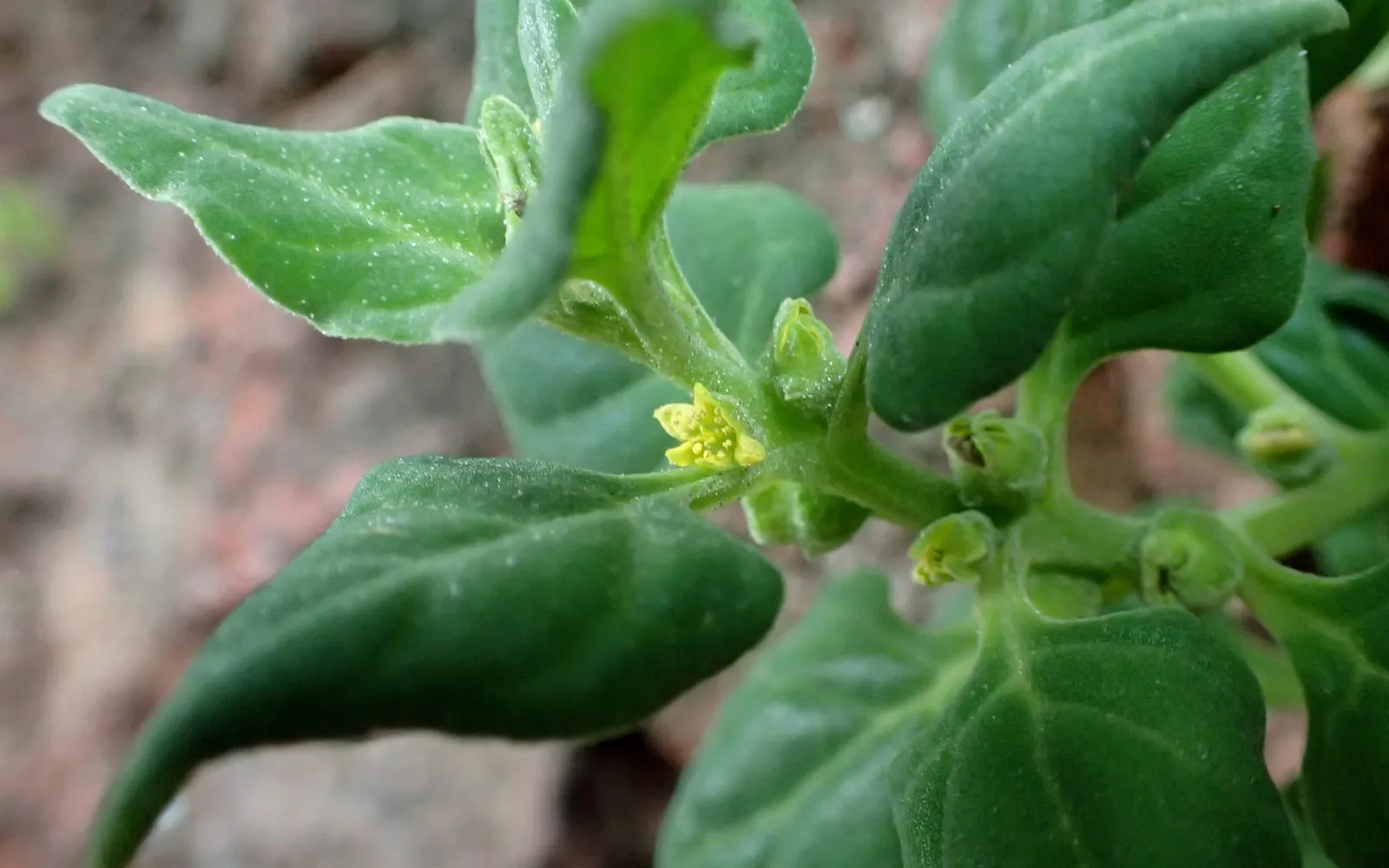 A New Zealand spinach shoot tip, thick triangular leaves with small yellow-green flowers in the leaf axils