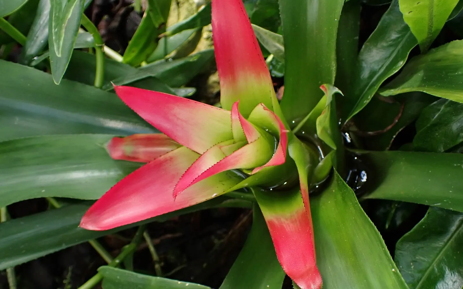 A Nidularium innocentii rosette with its innermost leaves and bracts flushed deep red-pink, nested in the centre of the plant