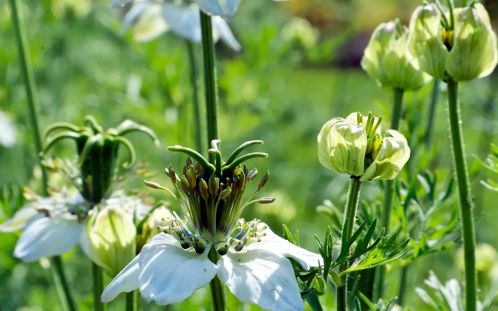 Nigella in pale flower beside its inflated horned seed pods