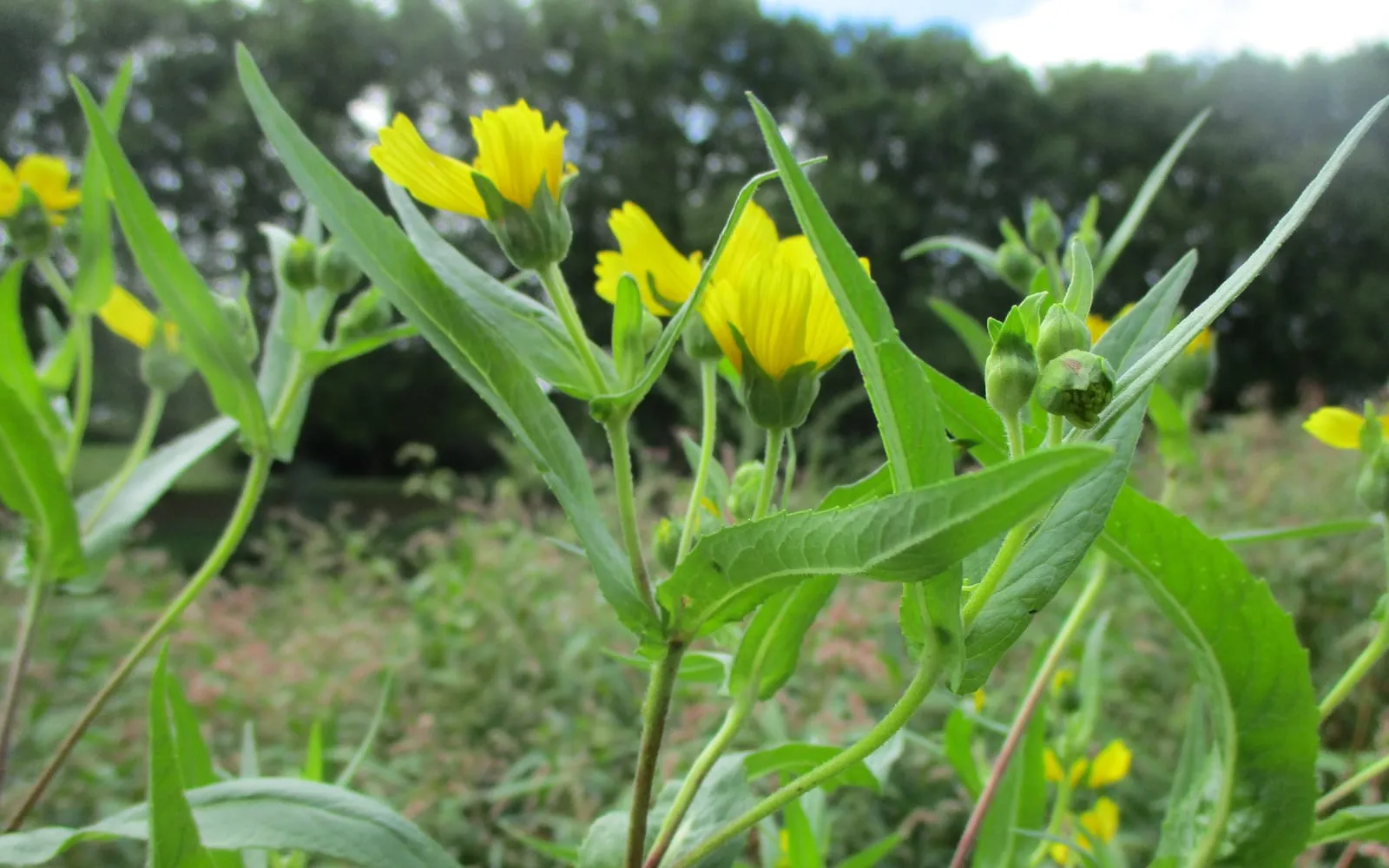 A niger seed plant carrying several yellow daisy flowers on branching stems