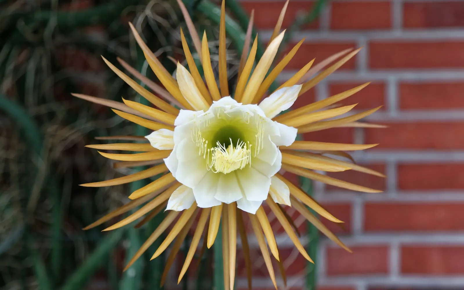 A large night-blooming cereus flower open after dark, its pale petals surrounded by long golden outer segments