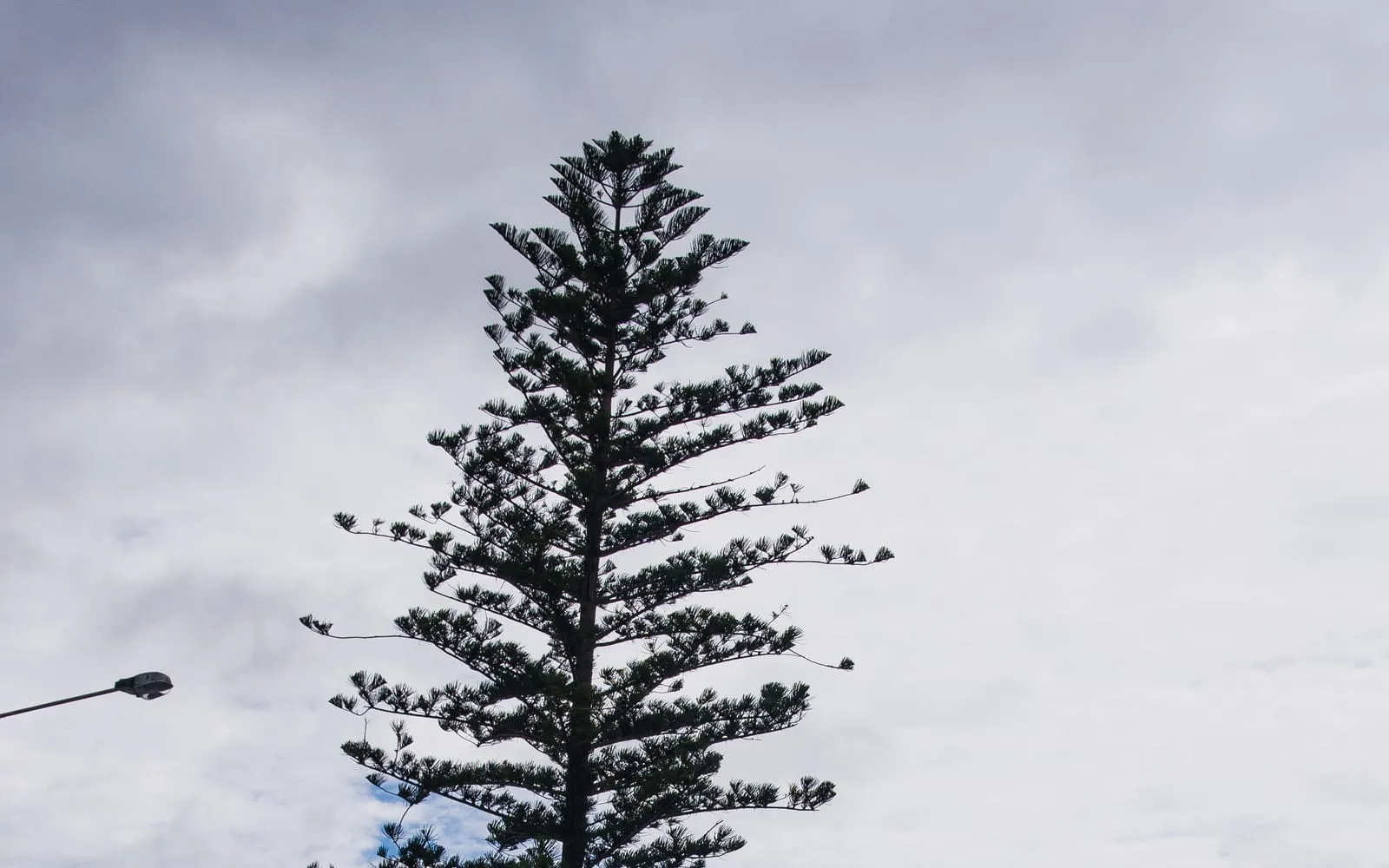 The silhouette of a mature Norfolk Island pine against an overcast sky, showing its evenly spaced tiers of horizontal branches