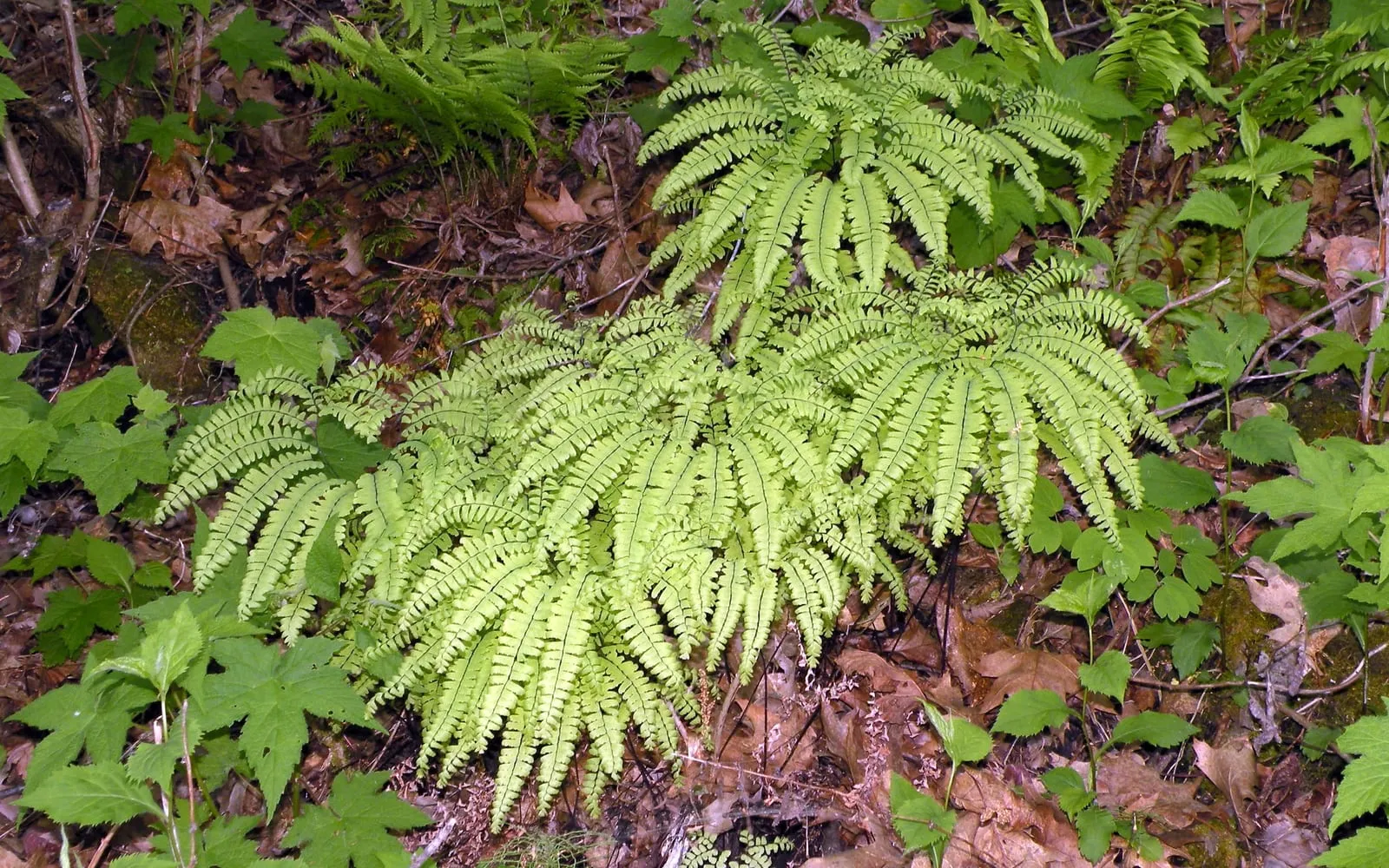 Northern maidenhair fern's fan-shaped fronds on wiry black stalks growing on a woodland slope