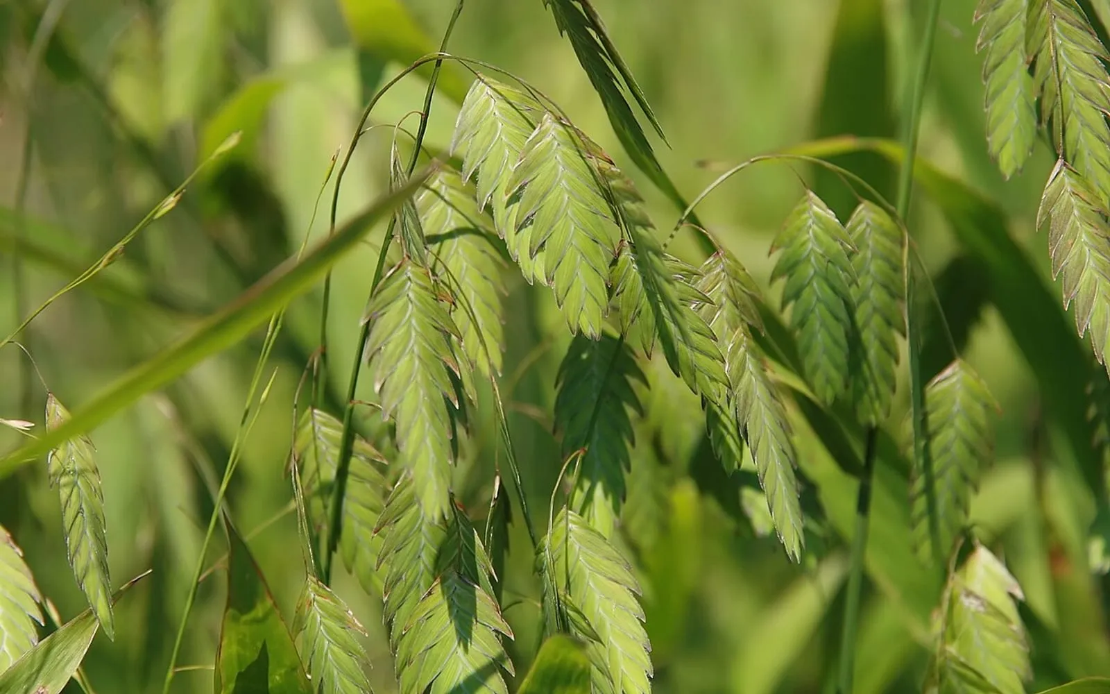 Flat, oat-like green seed heads of northern sea oats dangling from arching stems.