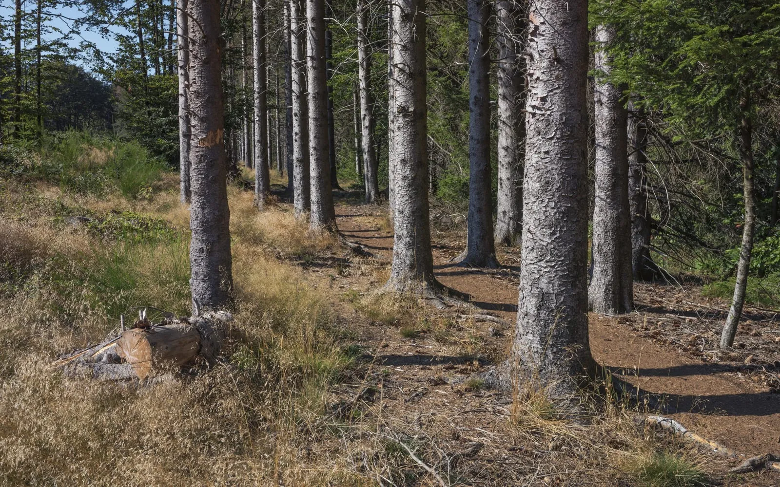 Straight Norway spruce trunks with coppery flaking bark standing in rows through a plantation