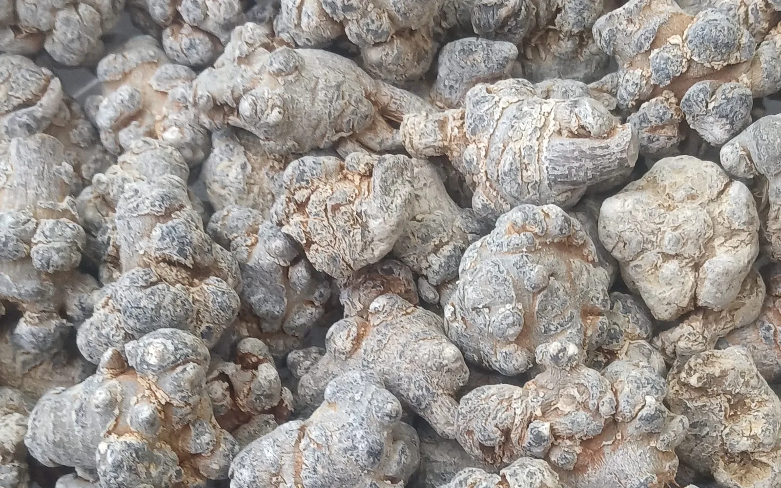A pile of dried, knobbly, pale grey-brown notoginseng roots