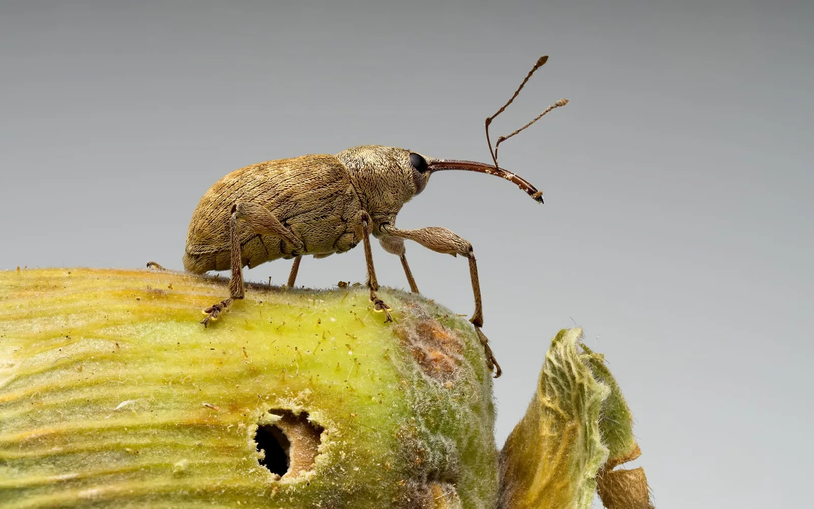 A brown weevil standing on a green hazelnut, its snout as long as the rest of its body and curving down, with a round hole already bored in the nut below it