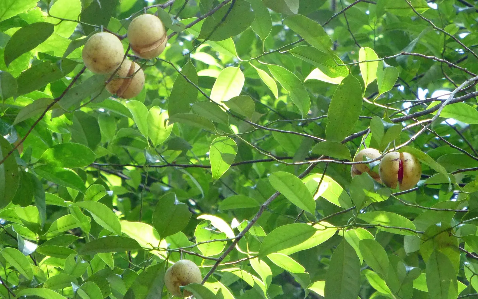 Nutmeg fruit on the tree, one split open to show the scarlet mace around the seed