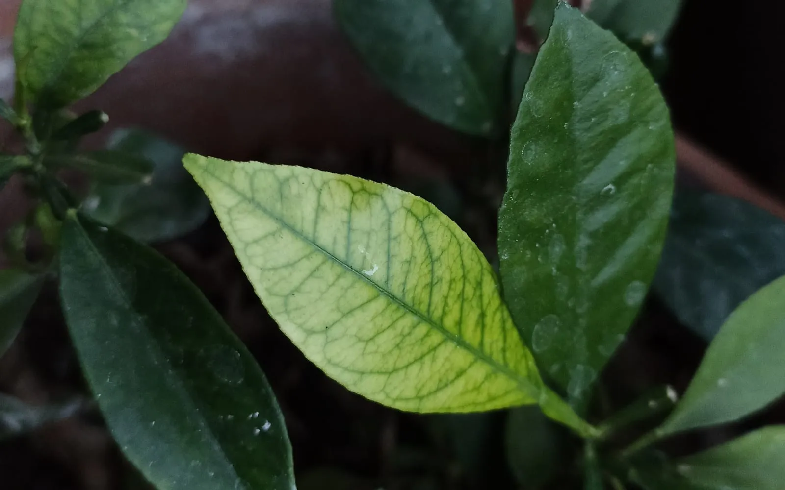A pale yellow citrus leaf with a fine network of green veins, surrounded by dark green older leaves
