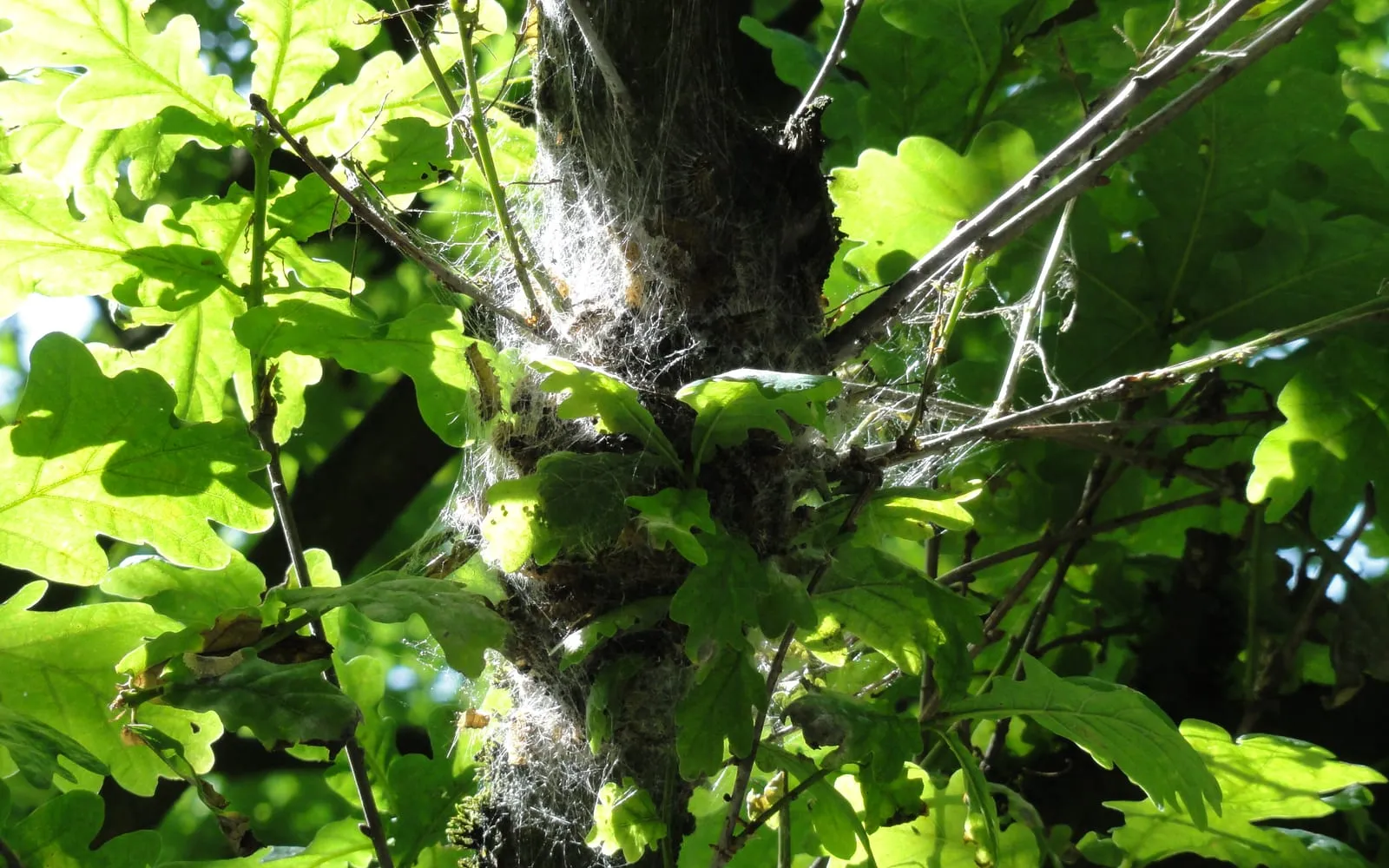 A sheet of dense white silk webbing wrapped around an oak trunk and the base of a branch, with sunlit oak leaves around it