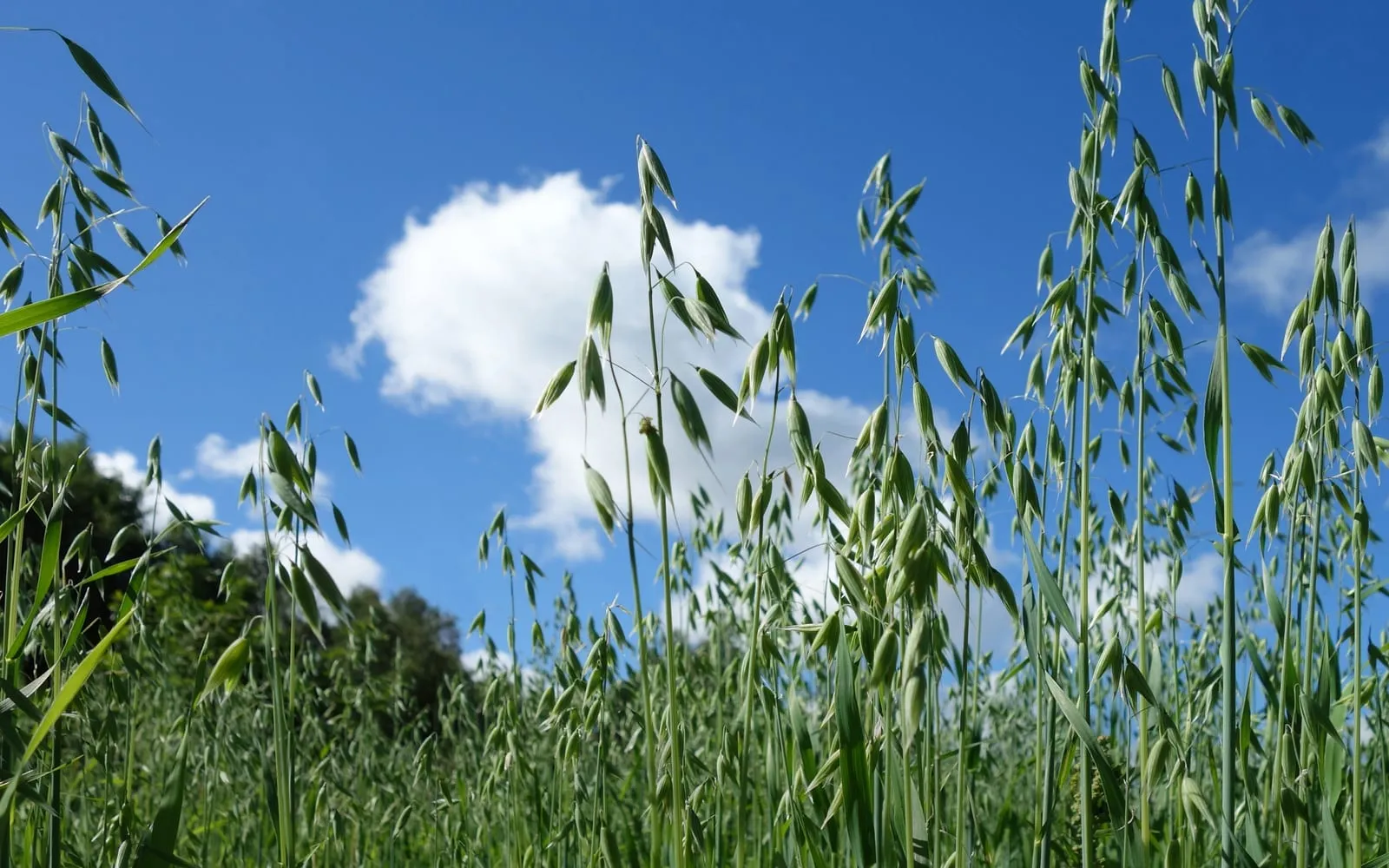 Oat panicles against a blue sky, open and branched, with each grain on its own stalk