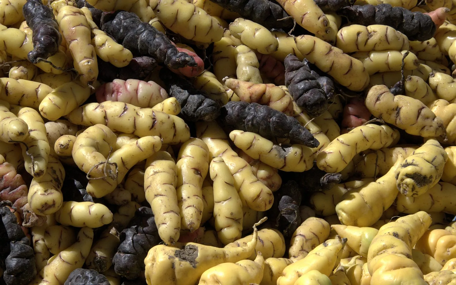A heap of ridged oca tubers in yellow, pink and near-black at a Peruvian market