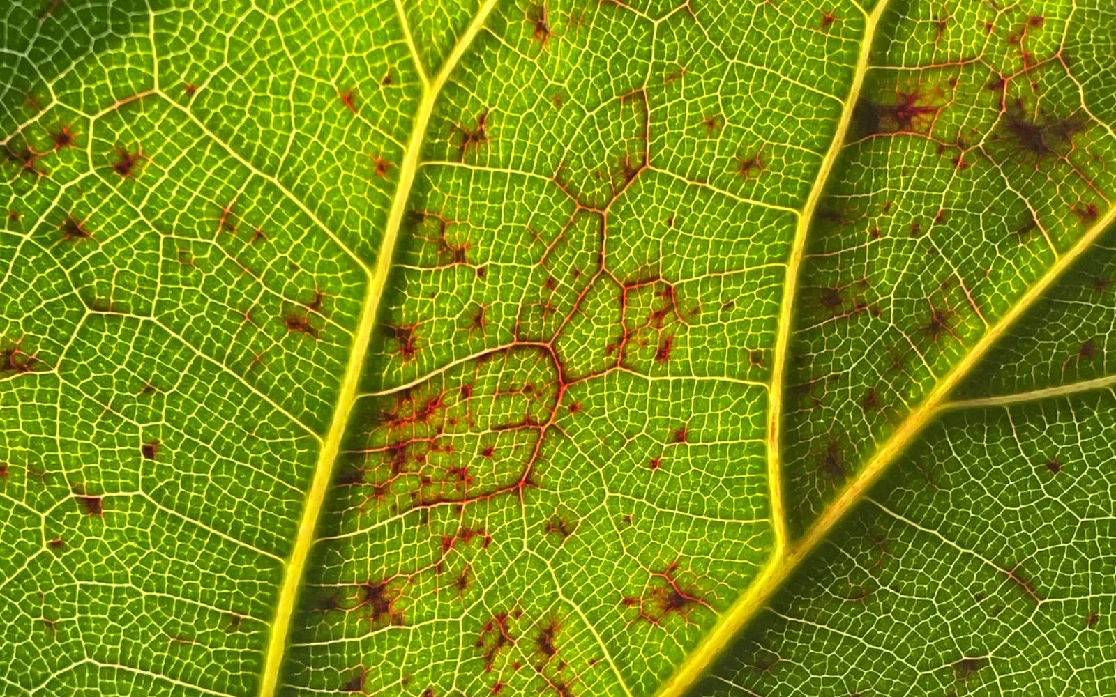 A fiddle-leaf fig leaf lit from behind, its fine vein network glowing yellow-green, with rust-red star-shaped flecks scattered along the smallest veinlets