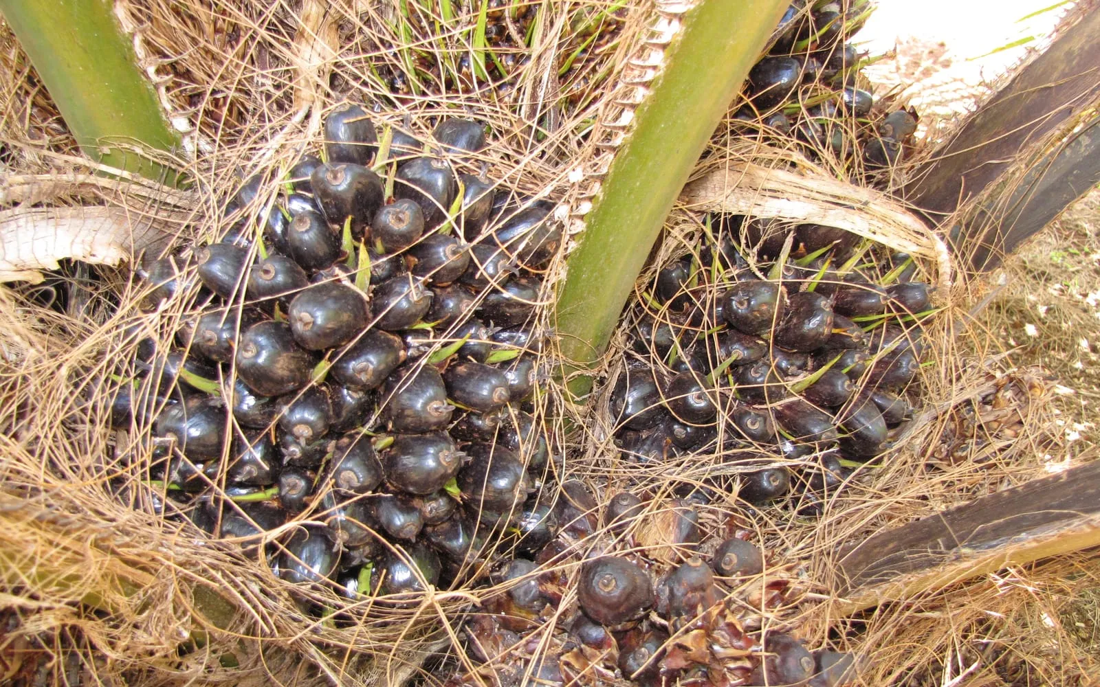 A bunch of dark purple oil palm fruit packed at the bases of the fronds
