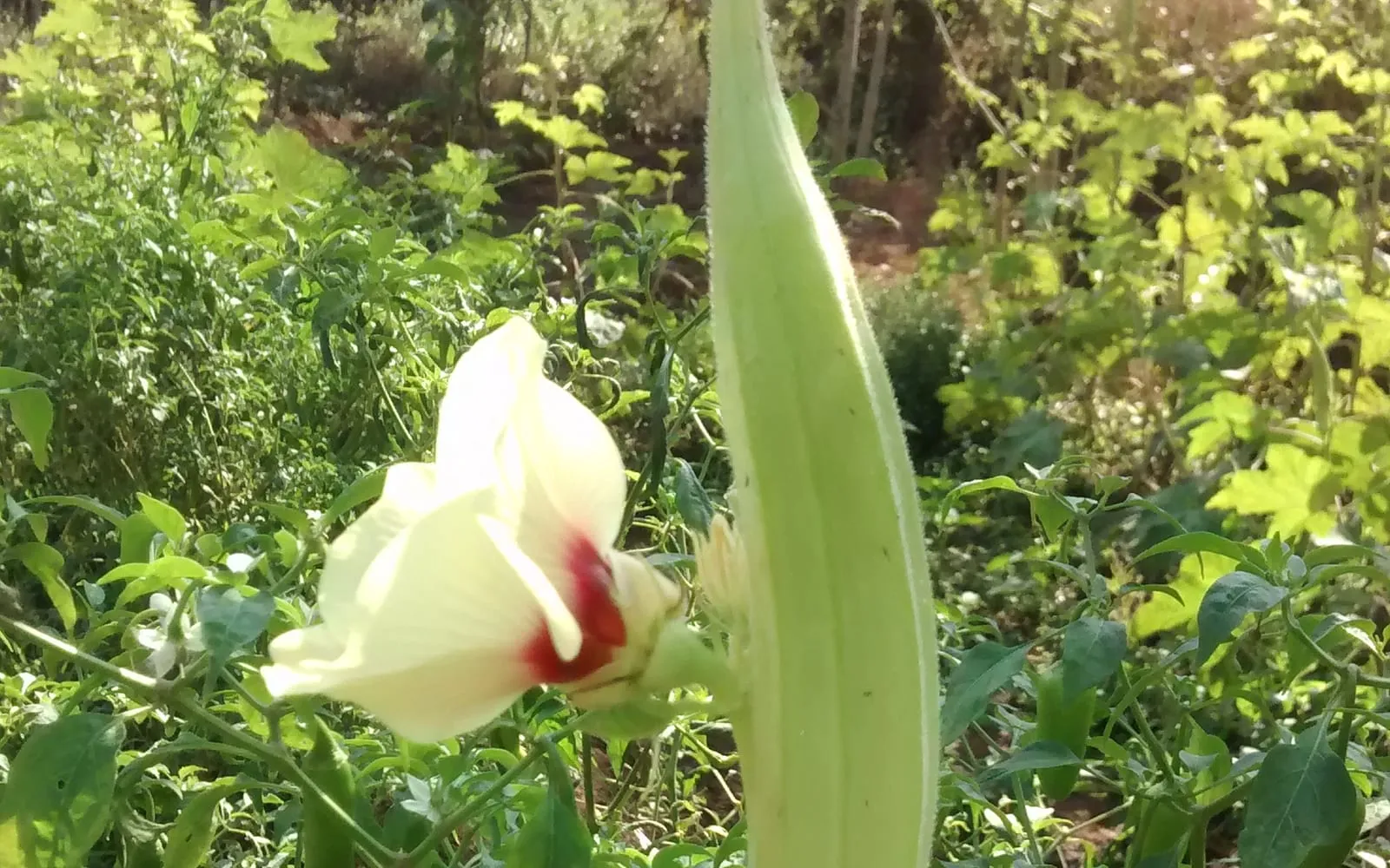 A cream okra flower with a maroon throat open beside an upright ridged pod
