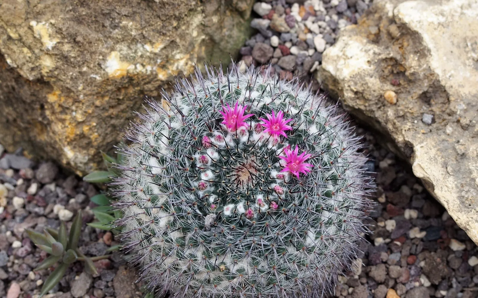 An old lady cactus with its dense covering of white wool and bristly spines, ringed with small red flowers